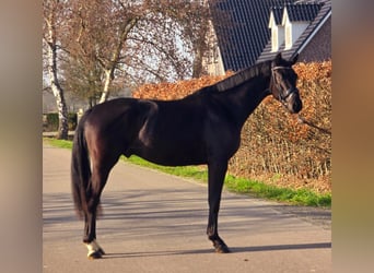 KWPN, Ogier, 3 lat, 168 cm, Kara