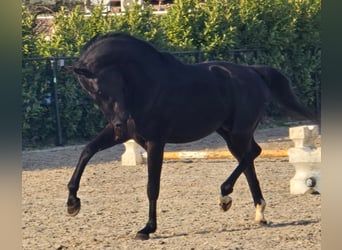 KWPN, Ogier, 3 lat, 168 cm, Kara