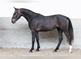 KWPN, Ogier, 3 lat, 168 cm