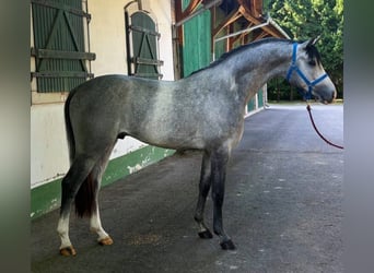 KWPN, Ogier, 3 lat, 168 cm, Siwa