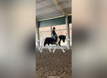 KWPN, Ogier, 3 lat, 168 cm, Skarogniada