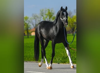 KWPN, Ogier, 3 lat, 168 cm, Srokata