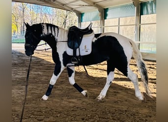 KWPN, Ogier, 3 lat, 168 cm, Srokata