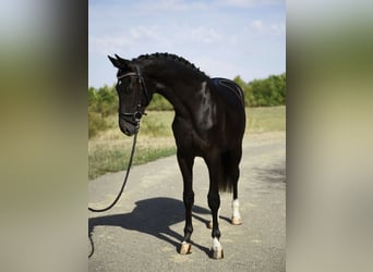 KWPN, Ogier, 3 lat, 169 cm, Kara