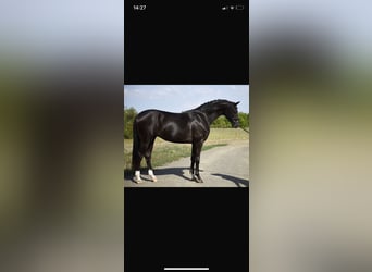 KWPN, Ogier, 3 lat, 169 cm, Kara