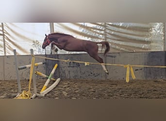 KWPN, Ogier, 3 lat, 169 cm, Kasztanowata