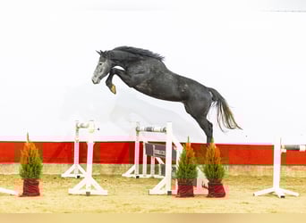 KWPN, Ogier, 3 lat, 169 cm, Siwa