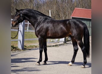 KWPN, Ogier, 3 lat, 170 cm, Ciemnogniada