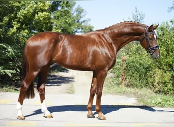 KWPN, Ogier, 3 lat, 170 cm, Ciemnokasztanowata