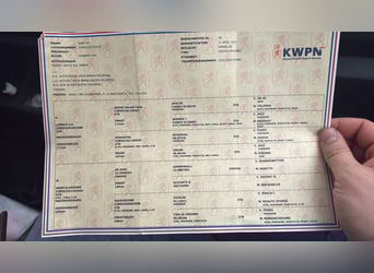 KWPN, Ogier, 3 lat, 170 cm, Ciemnokasztanowata