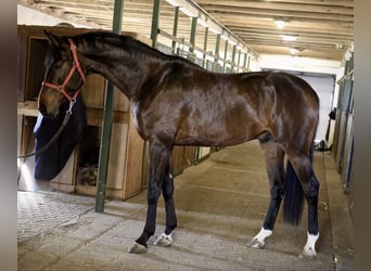 KWPN, Ogier, 3 lat, 170 cm, Gniada