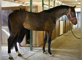 KWPN, Ogier, 3 lat, 170 cm, Gniada