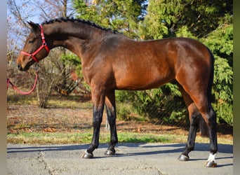 KWPN, Ogier, 3 lat, 170 cm, Gniada