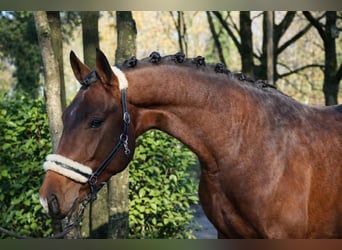 KWPN, Ogier, 3 lat, 170 cm, Gniada