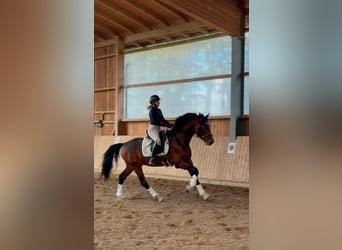 KWPN, Ogier, 3 lat, 170 cm, Gniada