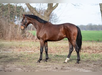 KWPN, Ogier, 3 lat, 170 cm, Gniada