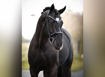 KWPN, Ogier, 3 lat, 170 cm, Kara