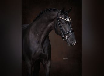 KWPN, Ogier, 3 lat, 170 cm, Kara