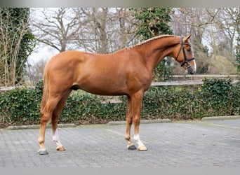 KWPN, Ogier, 3 lat, 170 cm