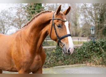 KWPN, Ogier, 3 lat, 170 cm