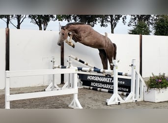 KWPN, Ogier, 3 lat, 170 cm, Siwa