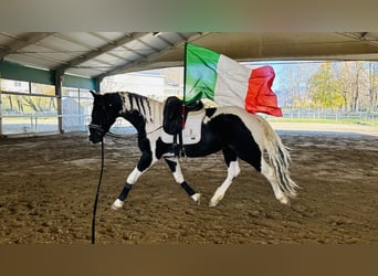 KWPN, Ogier, 3 lat, 170 cm, Srokata