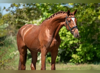 KWPN, Ogier, 3 lat, 171 cm, Jasnogniada