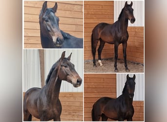 KWPN, Ogier, 3 lat, Ciemnogniada