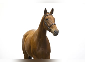 KWPN, Ogier, 4 lat, 163 cm, Gniada