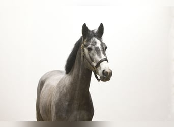 KWPN, Ogier, 4 lat, 163 cm, Siwa jabłkowita