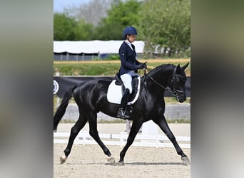 KWPN, Ogier, 4 lat, 168 cm, Kara