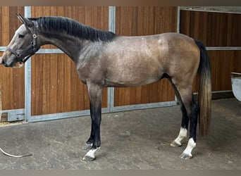 KWPN, Ogier, 4 lat, 168 cm, Karosiwa