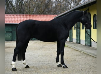 KWPN, Ogier, 4 lat, 170 cm, Kara