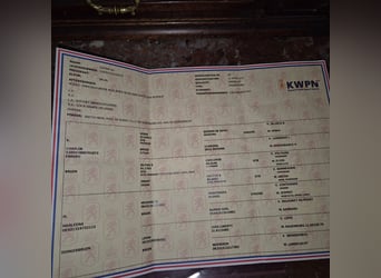 KWPN, Ogier, 4 lat, 170 cm