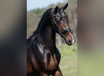 KWPN, Ogier, 4 lat, 170 cm
