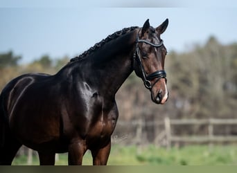 KWPN, Ogier, 4 lat, 170 cm