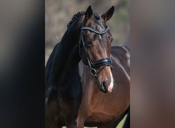 KWPN, Ogier, 4 lat, 170 cm