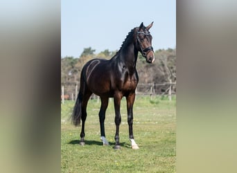 KWPN, Ogier, 4 lat, 170 cm