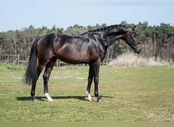 KWPN, Ogier, 4 lat, 170 cm