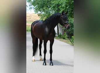 KWPN, Ogier, 4 lat, 172 cm, Ciemnogniada