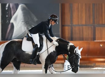 KWPN, Ogier, 4 lat, 172 cm, Srokata