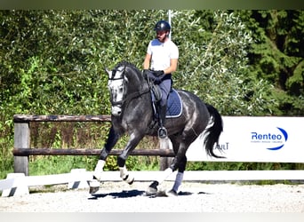 KWPN, Ogier, 4 lat, 175 cm, Karosiwa