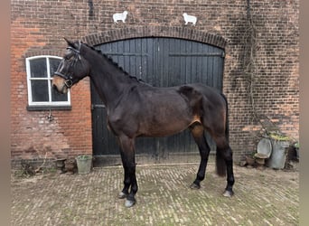 KWPN, Ogier, 4 lat, 180 cm, Ciemnogniada
