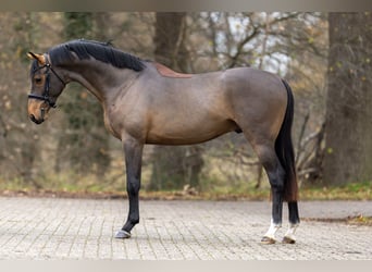 KWPN, Ogier, 5 lat, 164 cm, Gniada