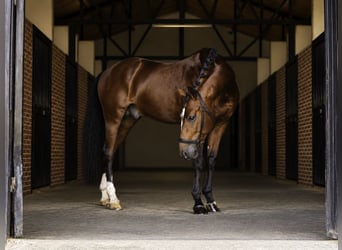 KWPN Mix, Ogier, 5 lat, 166 cm, Jasnogniada