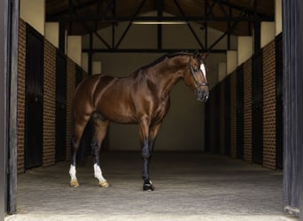 KWPN Mix, Ogier, 5 lat, 166 cm, Jasnogniada