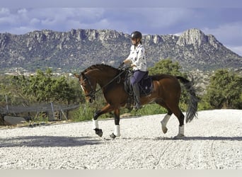 KWPN Mix, Ogier, 5 lat, 166 cm, Jasnogniada