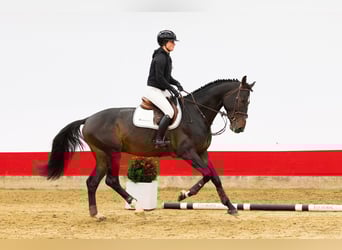 KWPN, Ogier, 5 lat, 171 cm