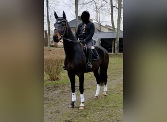 KWPN, Ogier, 5 lat, 175 cm, Gniada