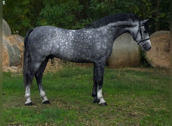 KWPN, Ogier, 6 lat, 169 cm, Siwa jabłkowita
